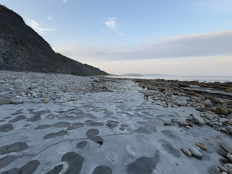 Pavement of ammonite fossils
